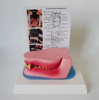 Pes Zub Anatómie Model Psie Veterinárnej Zvierat Kostra Pet Veterinárnej Nástroj Výučby Anatómie